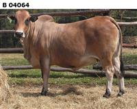 B 04-064