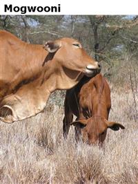 Mogwooni