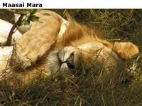 MaasaiMara