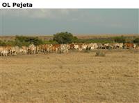OLPejeta