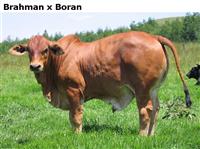 BrahmanxBoran