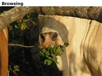 Browsing