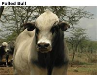PolledBull