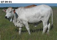 QT 09-01