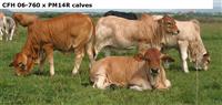 CFH 06-760 x PM14R calves