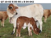 QT10-03.  B 05-90 x B 04-042