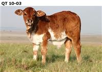 QT 10-03
