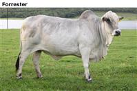 Forrester