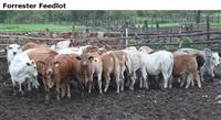 ForresterFeedlot