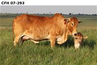 CFH 07-293