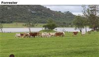 Forrester