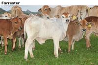 Forrester
