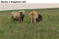 BoranxHugenotcalf