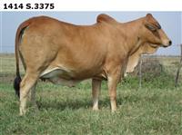 1414S.3375