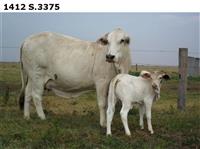 1412S.3375