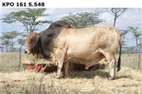 KPO161S.548