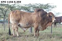 KPO1156S.359
