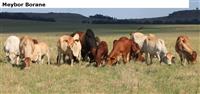 Meybor Borane