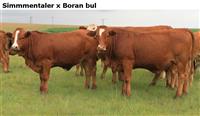 SimmmentalerxBoranbul