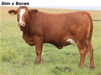 SimxBoran