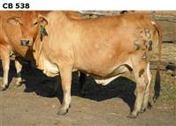 CB538