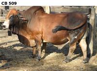 CB509
