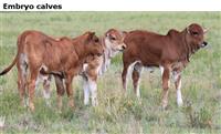 Embryo calves