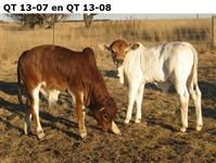QT 13-07 en QT 13-08