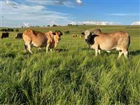 QT 14-03 en DBC 17-47