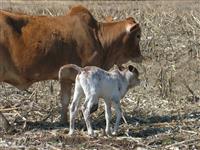 QT 09-07 TARZAN se ma