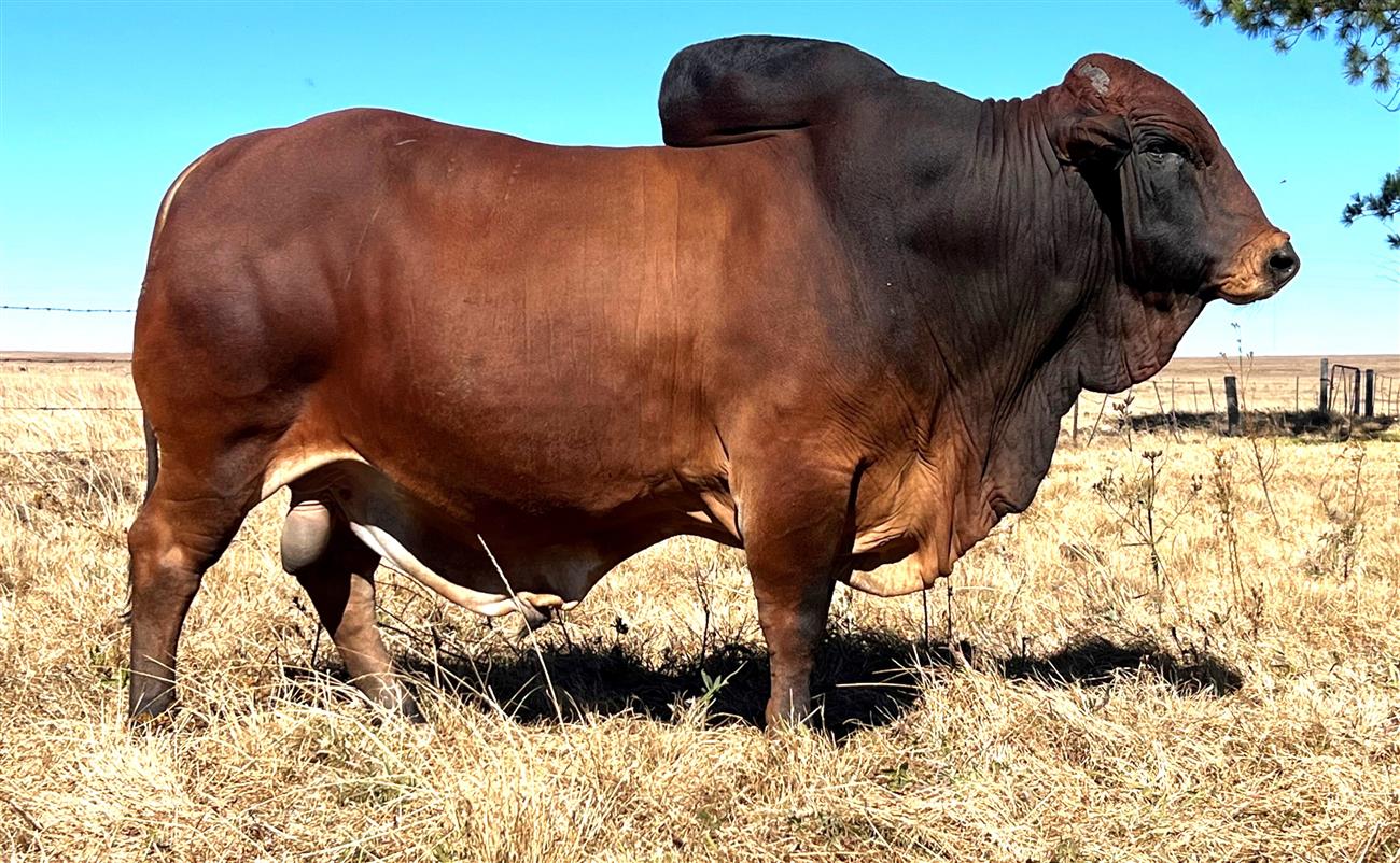 QT 18-02 THUNDER (Cherokee)