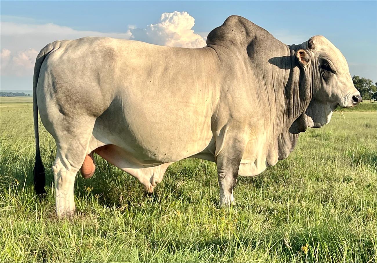 QT 19-69 GRADER (JVG)