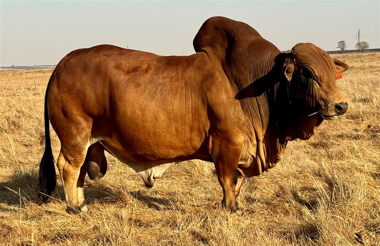 QT 20-09 ROCKET (CG)