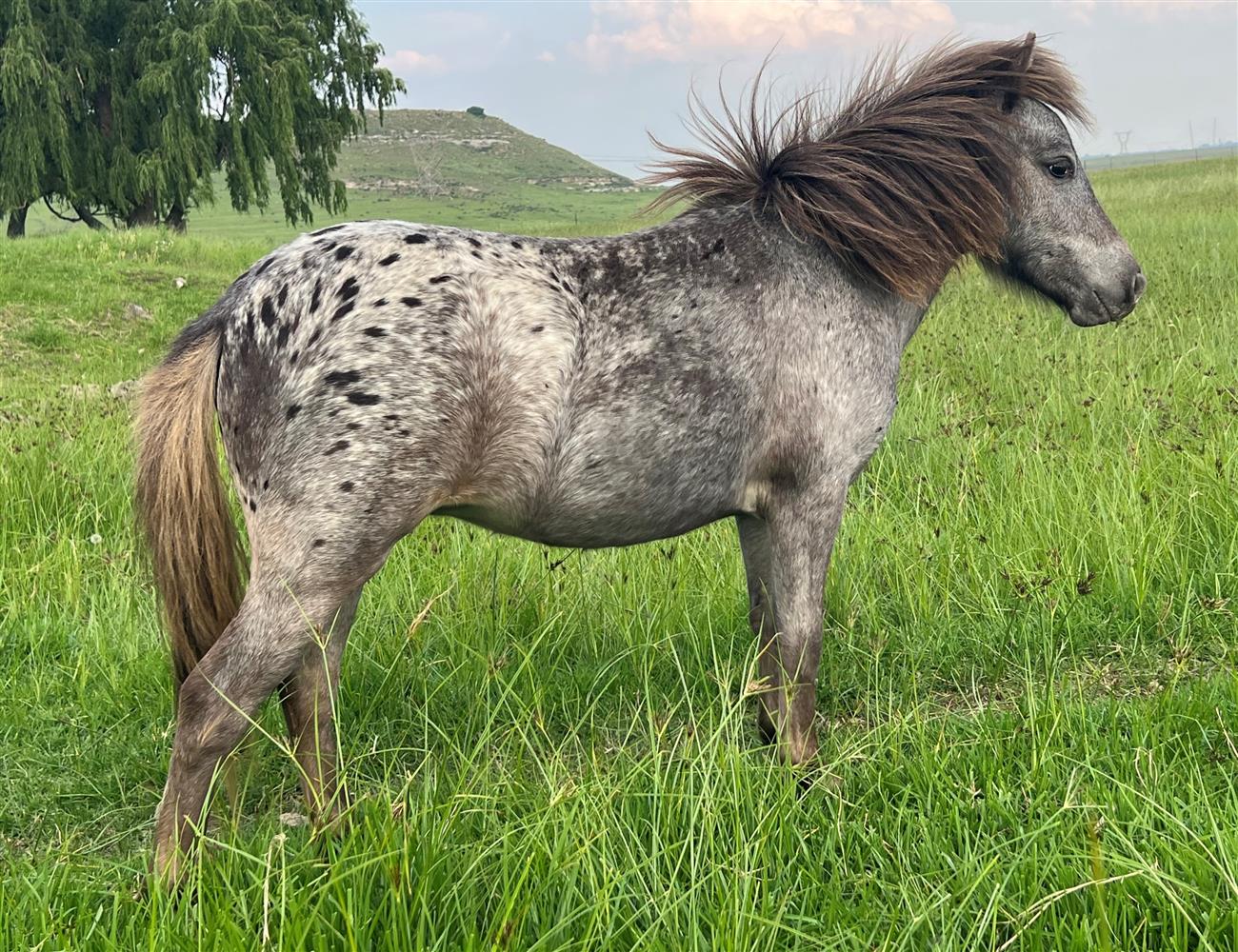 QP 21-01 Doemey Lady 