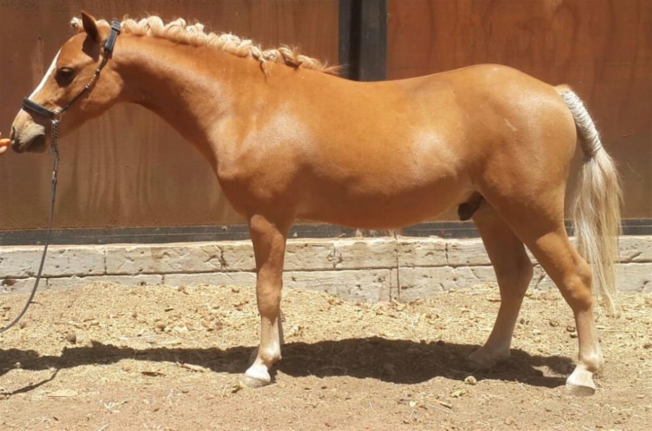 HART-E NEXUS CC18/01