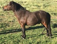 QP 16-01 Doemey Prins