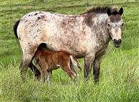 QP 20-01 Doemey Scarlet